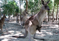 Nice kangaroo family