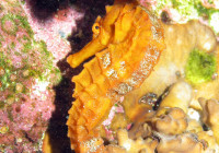 Pacific seahorse