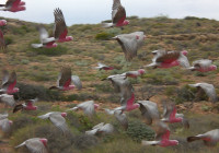 Pappagalli Cape Range National Park