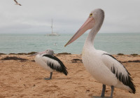 Pelicans at Monkey Mia