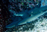 Roca Partida un gruppo di squali di scogliera dalla punta bianca si ripara in un anfratto della parete verticale