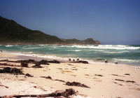 Sea gulls Cape of Good Hope