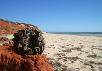 Spiaggia di Bottle Bay Francois Peron National Park