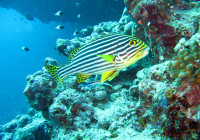 Sweetlips snapper at the cleaning station