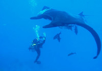 The interaction between me and a giant Pacific manta ray