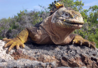 The prehistoric look of a land iguana
