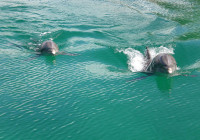 Two dolphins swimming toward me