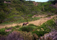 Un-antilope-Capo-di-Buona-Speranza