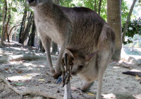 Un canguro porta a spasso il proprio cucciolo