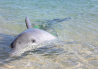 Un delfino curioso si avvicina al bagnasciuga