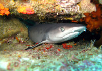 Un giovane squalo si nasconde in un anfratto del reef