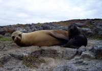 Un leone marino con il proprio cucciolo