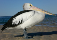 Un magnifico pellicano su una spiaggia ad Hervey Bay