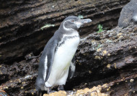 Un pinguino delle Galapagos Isabela