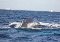 Una megattera si appresta ad immergersi nei pressi del gommone