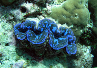 Una-variopinta-tridacna