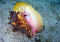 Uno splendido conch con la sua tipica conchiglia