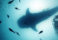 Whale shark Darwins Arch